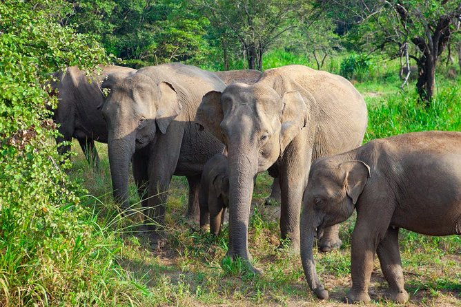 Hurulu Eco Park Private Safari - Key points to know before you book