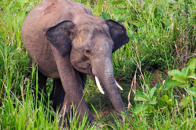 Hurulu Eco Park Private Safari - Why Hurulu Eco Park is about more than a quick elephant sighting