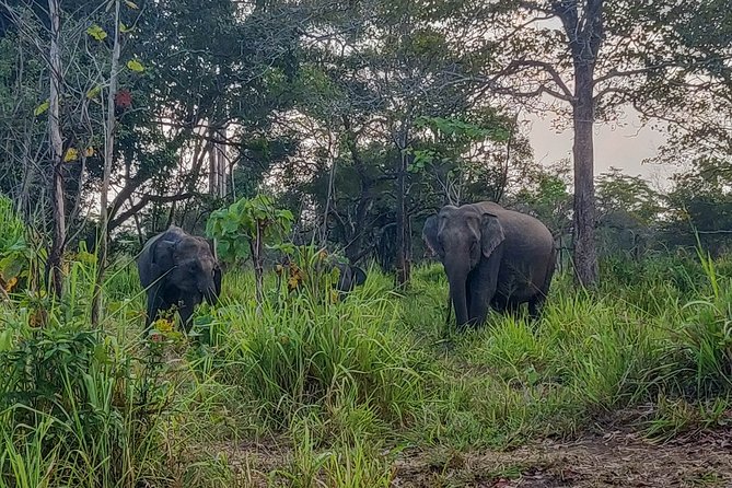 Hurulu Eco Park Private Safari - How Hurulu compares with the nearby reserves