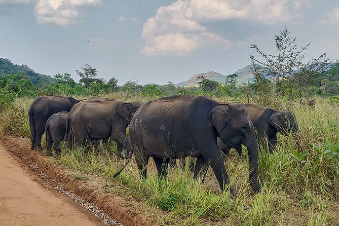 Hurulu Eco Park Private Safari - When the safari works best for you