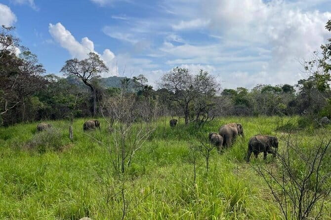 Hurulu Eco Park Safari Adventure - Elephant sightings and the problem of too many jeeps