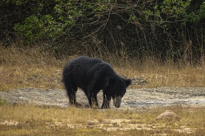 Jeep Safari at Kumana National Park - Key points to know before booking