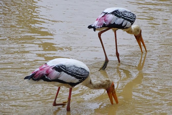 Jeep Safari at Kumana National Park - What the guide and driver add