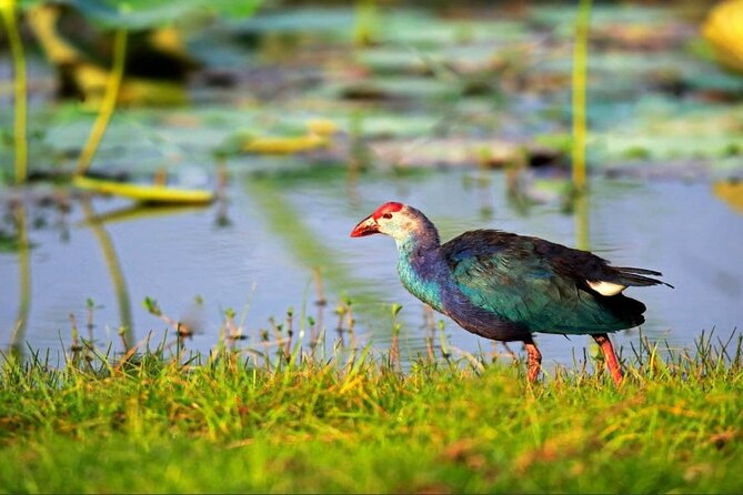 Kalametiya Bird Sanctuary Catamaran Bird Watching Tour - Key points to know before booking