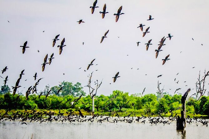 Kalametiya Bird Sanctuary Catamaran Bird Watching Tour - A private boat means a calmer outing