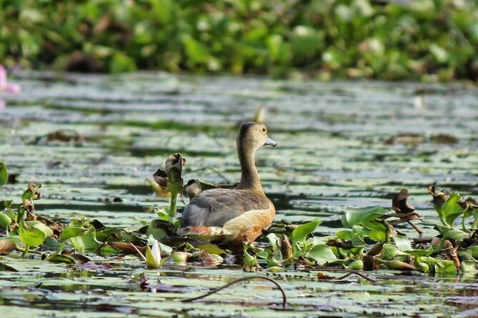 Kalametiya Bird Sanctuary Catamaran Bird Watching Tour - How the three to five hours usually fit together