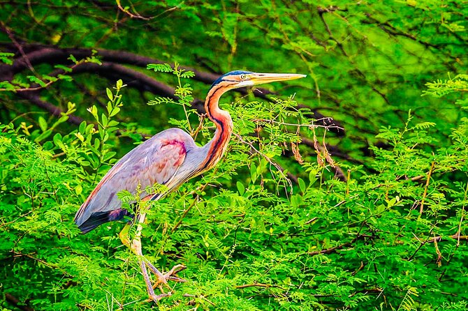 Kalametiya Bird Sanctuary Catamaran Bird Watching Tour - Who will get the most from this tour