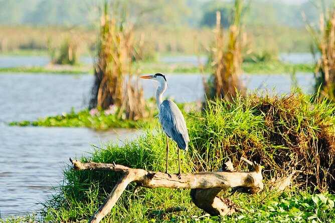 Kalametiya Bird Sanctuary Catamaran Bird Watching Tour - What the strongest parts of the experience are