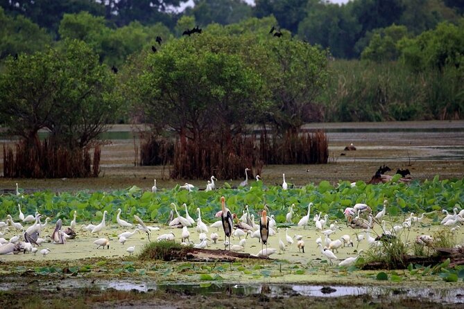 Kalametiya Bird Sanctuary Catamaran Bird Watching Tour - Pickup from your stay and the ride to the sanctuary