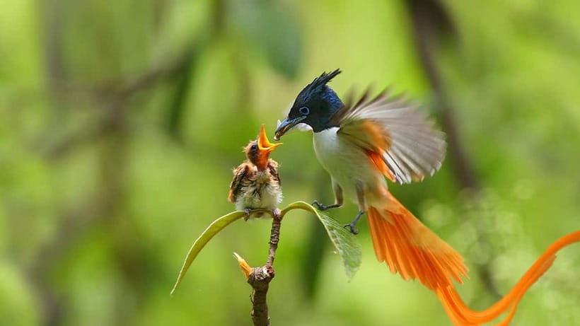 Kalametiya Sanctuary: Bird Watching by Private Boat Tour - Key points to know before booking