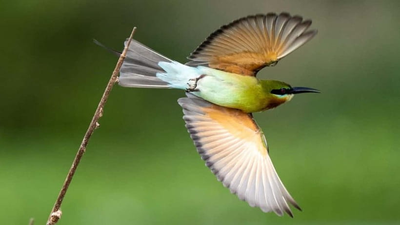 Kalametiya Sanctuary: Bird Watching by Private Boat Tour - A quiet start on Kalametiya’s lagoon