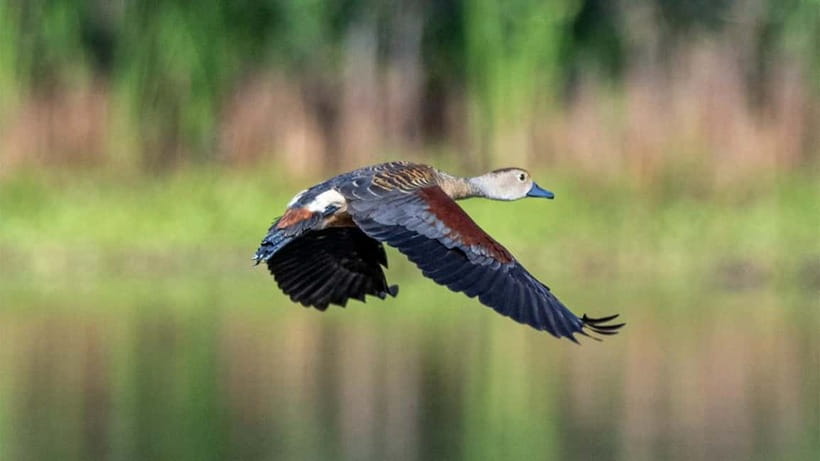 Kalametiya Sanctuary: Bird Watching by Private Boat Tour - The guides are a major part of the value