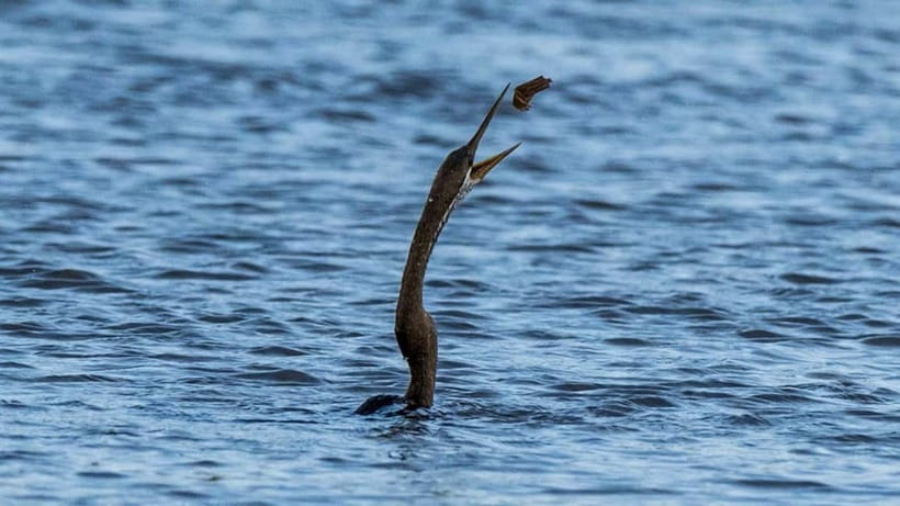 Kalametiya Sanctuary: Bird Watching by Private Boat Tour - Morning light or a sunset ride