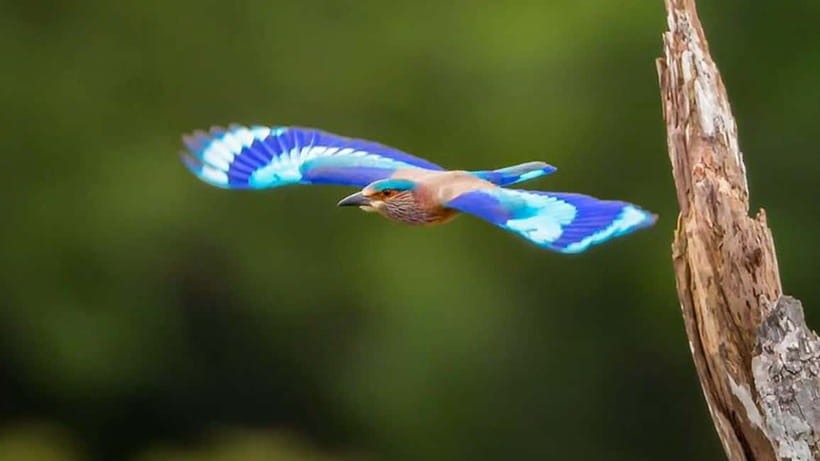 Kalametiya Sanctuary: Bird Watching by Private Boat Tour - Why the $25 price makes sense