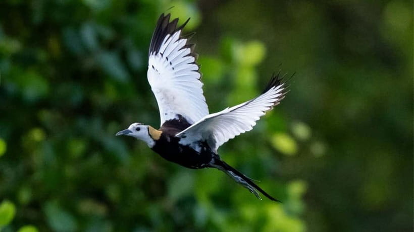Kalametiya Sanctuary: Bird Watching by Private Boat Tour - What you can see between the mangroves