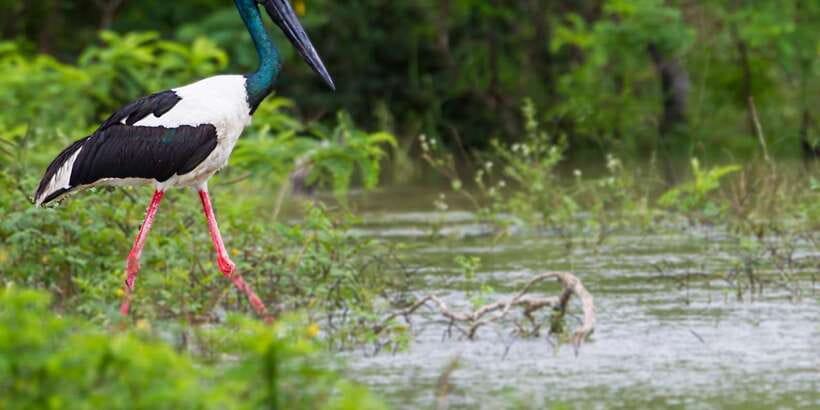 Kalutara/Bentota/Kosgoda/Ahungalla/Hikkaduwa: Yala Safari - Guides who shape the experience