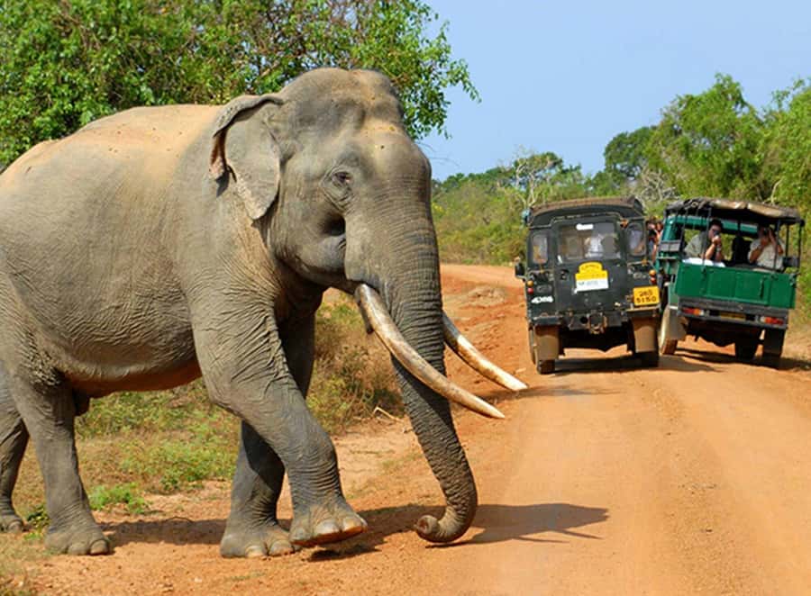 Kandy: 4-Day Sri Lanka Full Circle Private Tour To Colombo - What the guide and vehicle add