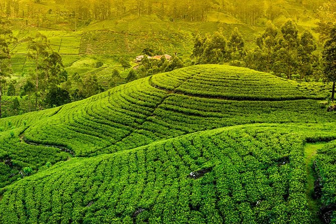 Kandy and Pinnawala Private Day Tour from Colombo/Negombo - A 7:30 am start from Colombo or Negombo