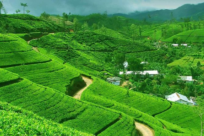 Kandy and Pinnawala Private Day Tour from Colombo/Negombo - Tea country at the factory visit