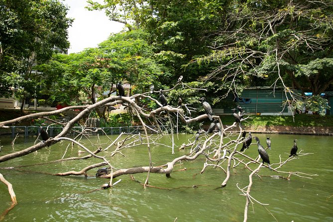 Kandy City Day Tour with a verified tour guide - Why Kandy works well as a one-day tour