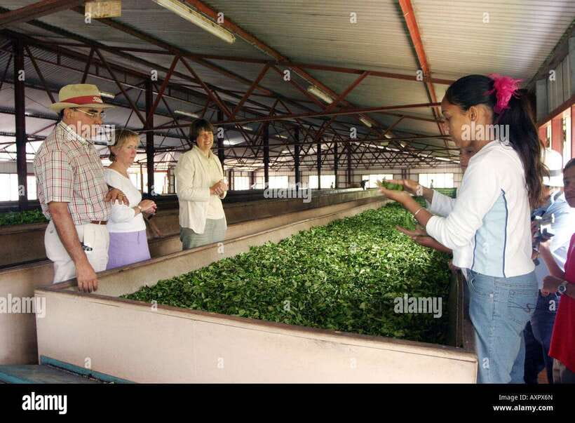 Kandy City Explore Full Day Tour , Like a Local - Ceylon tea explains a famous Sri Lankan product