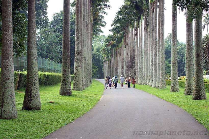 Kandy City Explore Tour Morning/Evenening Private Tour - Timing, weather, and what to wear