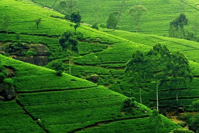 Kandy City Tour - Udawattekele Sanctuary brings you into Kandy’s forest