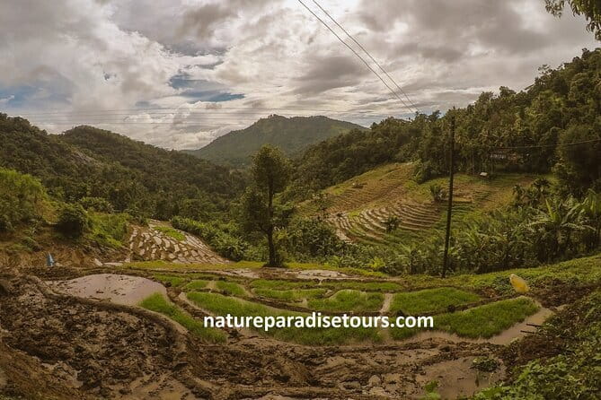 Kandy City Tour in a TukTuk - Tea at Embilmeegama adds a practical local stop