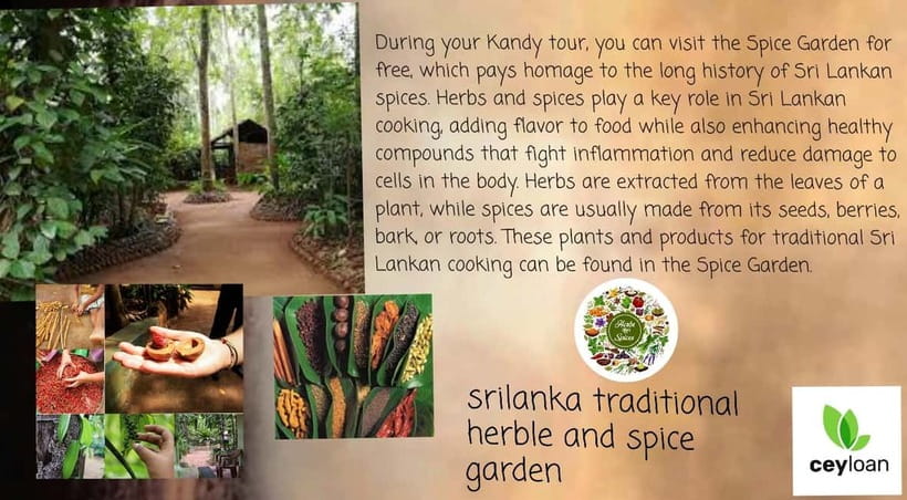 Kandy: City Tour with Temple of the Tooth & Tea Garden - What Harsha adds to the day