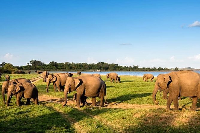 Kandy - Minneriya National park & Sigiriya Rock Fortress - Private Transport - Dambulla Cave Temple deserves your attention