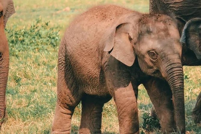 Kandy - Minneriya National park & Sigiriya Rock Fortress - Private Transport - What to expect at Sigiriya
