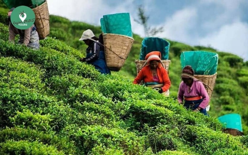 Kandy: Nuwara Eliya Day Explore by Tuk tuk with Local Guide - Blue Field Tea Factory and the working tea country