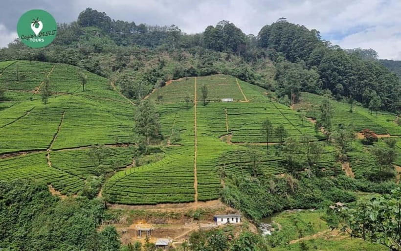 Kandy: Nuwara Eliya Day Explore by Tuk tuk with Local Guide - How much value do you get for $54?