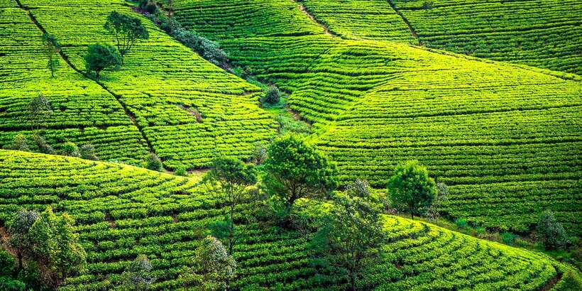 Kandy: Nuwara Eliya Day Trip - Choosing a guide and preparing for the road