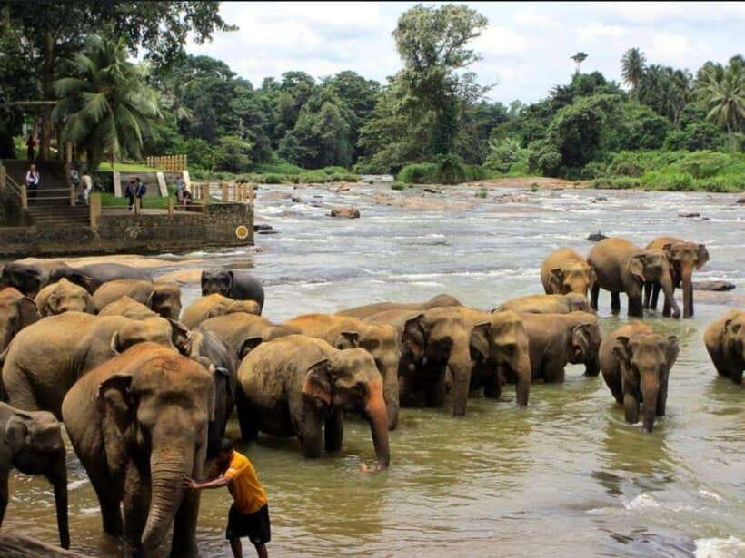 Kandy : Pinnawala Day Tour with Top Rated Local Guide - Key points at a glance