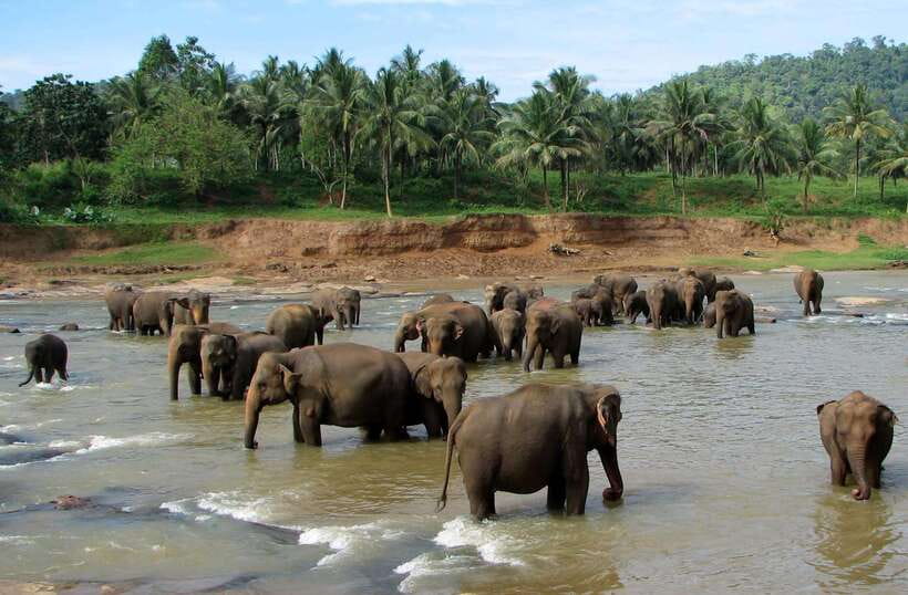 Kandy : Pinnawala Day Tour with Top Rated Local Guide - A full day from Kandy to Pinnawala