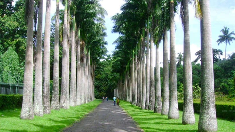 Kandy : Pinnawala Day Tour with Top Rated Local Guide - Craft workshops, spices, and the gemstone museum