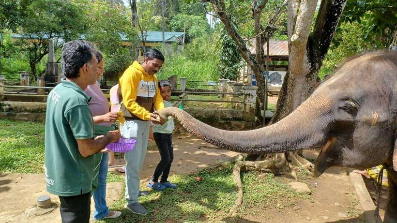 Kandy & Pinnawala & Tea Factory Full Day Tour From Negombo - Food, timing, and the real cost