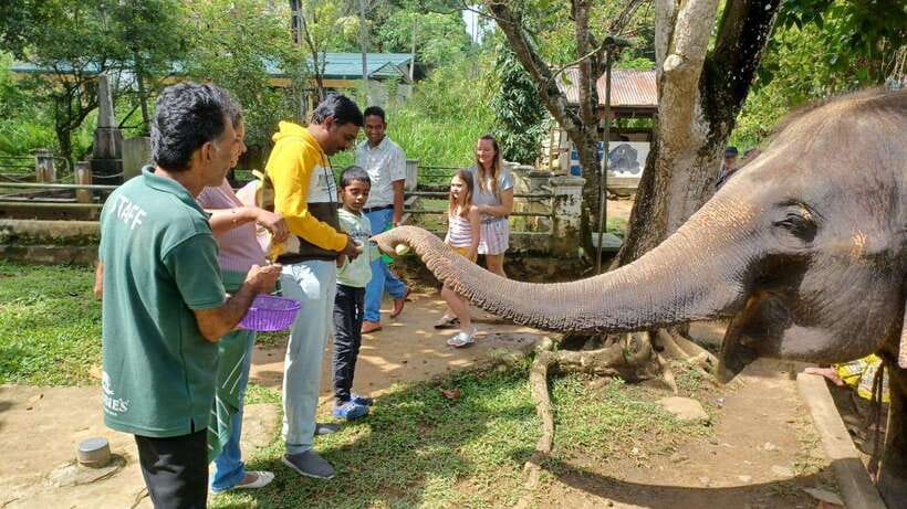 Kandy & Pinnawala & Tea Factory Full Day Tour From Negombo - One big day from Negombo to Kandy