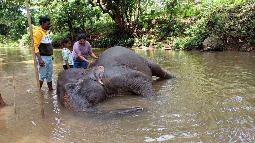 Kandy & Pinnawala & Tea Factory Full Day Tour From Negombo - Kandy Lake, the cultural show, and the city view