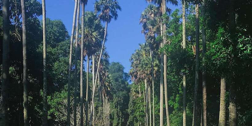 Kandy: Private Guided City Tours by Tuk Tuk Sightseeing Tour - What the guide and vehicle setup mean for you
