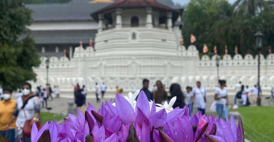 Kandy privet day tour with pinnawala and Tea plantation - What the $47 price includes, and what it does not