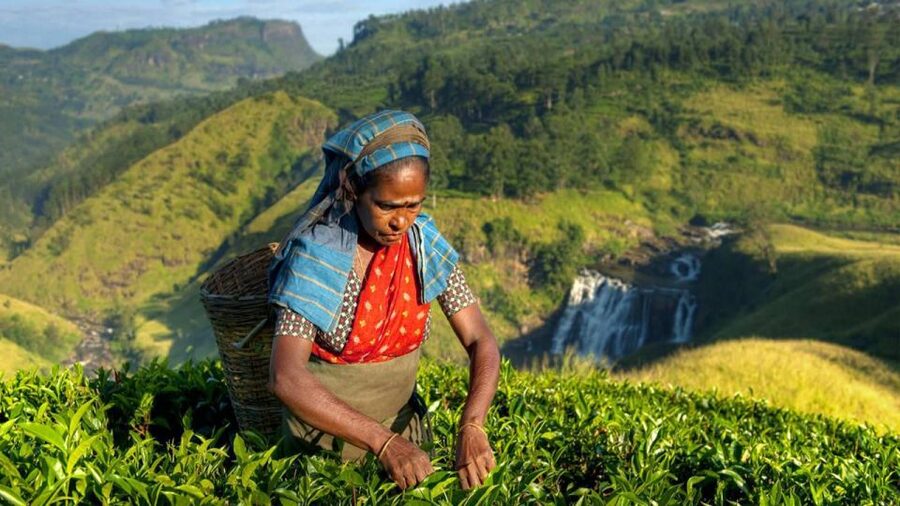 Kandy: Shanthipura and Nuwara Eliya - Who should book this private hill-country tour?