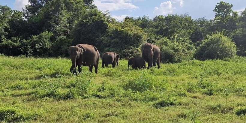 Kandy: Sigiriya, Dambulla & Wildlife Safari Private Tour - Climbing the 1,200 steps at Sigiriya