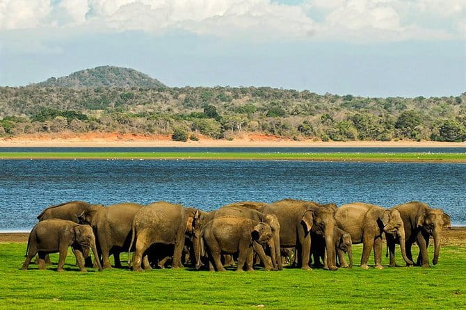 Kandy Sigiriya Rock and Village Safari Day Trip - Who should book this experience?