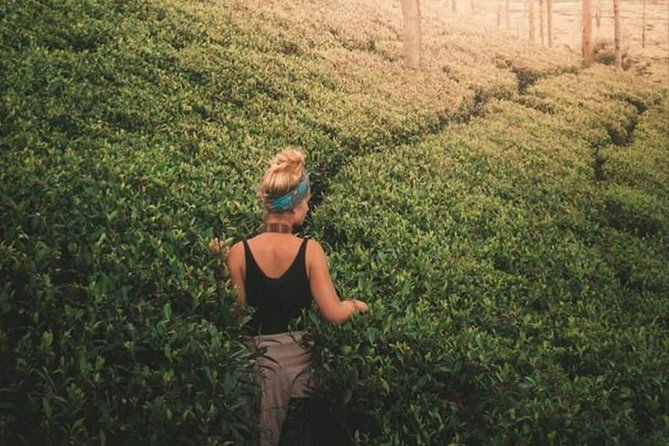Kandy to Nuwara Eliya Day Tour - The tea factory adds context, with tasting at some visits