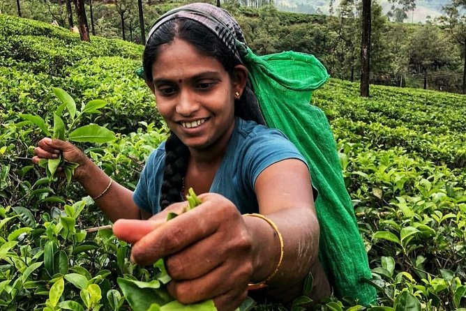 Kandy to Nuwara Eliya Day Tour - What the $45 price really covers