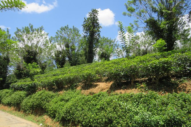 Kandy to Nuwara Eliya Day Trip – Little England & Tea Country - Leaving Kandy for the tea country