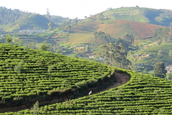 Kandy to Nuwara Eliya Day Trip – Little England & Tea Country - Nuwara Eliya Racecourse and the final town sights