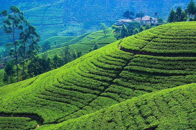 Kandy to Nuwara Eliya Private Day Tour - The climb to Ambuluwawa Tower
